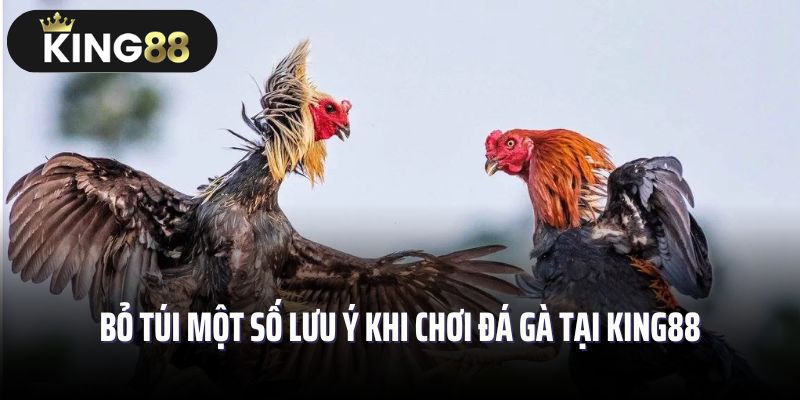 Bỏ túi một số lưu ý khi chơi đá gà tại King88