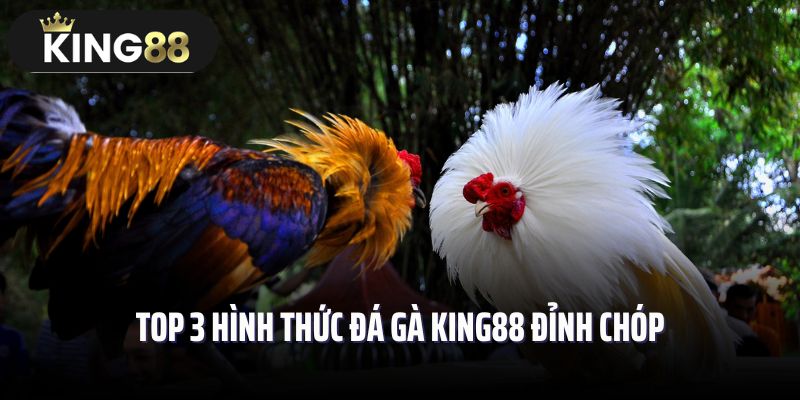 Top 3 hình thức đá gà King88 đỉnh chóp