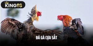 Đá Gà Cựa Sắt King88 - Sân Chơi Chọi Kê Hot Nhất 2025
