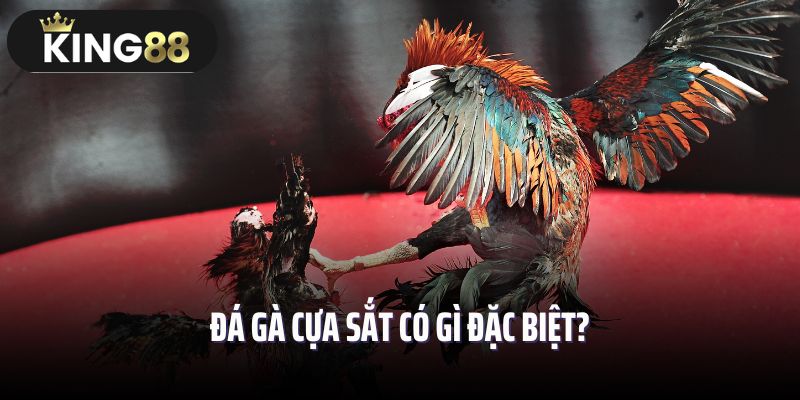 Đá gà cựa sắt có gì đặc biệt?