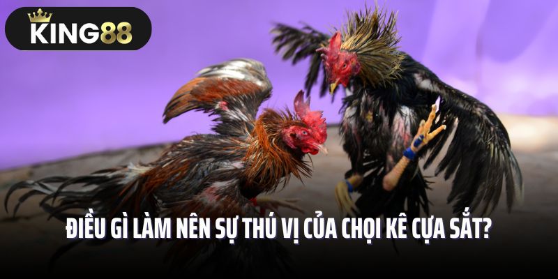 Điều gì làm nên sự thú vị của chọi kê cựa sắt?