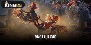 Đá Gà Cựa Dao: Bí Mật Thắng Lớn Những Trận Đấu Đỉnh Cao!