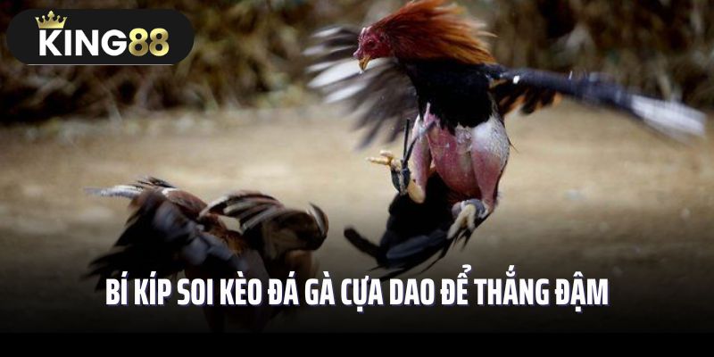 Bí kíp soi kèo đá gà cựa dao để thắng đậm