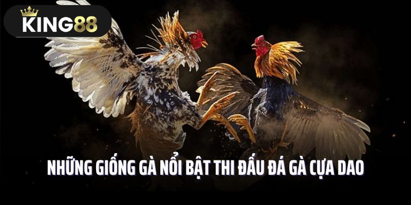 Những giống gà nổi bật thi đấu đá gà cựa dao